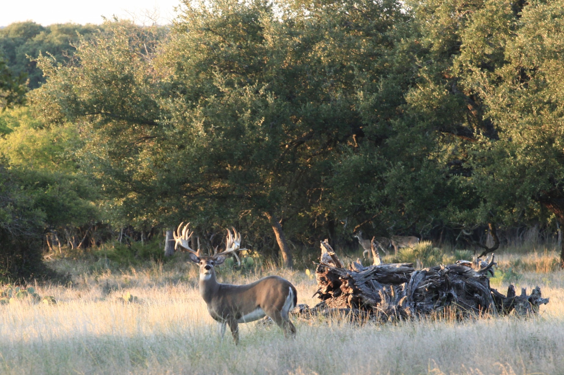 Mature whitetail buck at golden hour