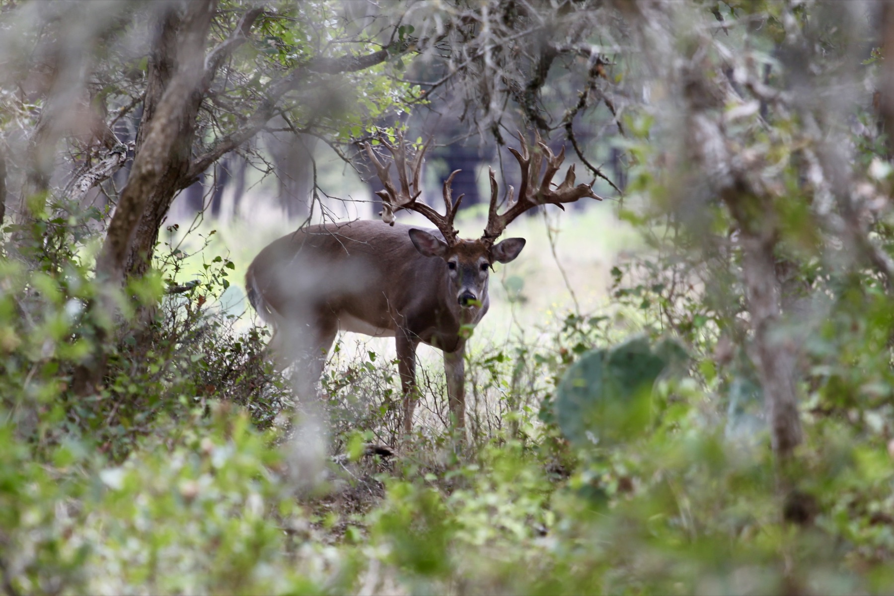 Heavy-antlered whitetail buck in oak cover