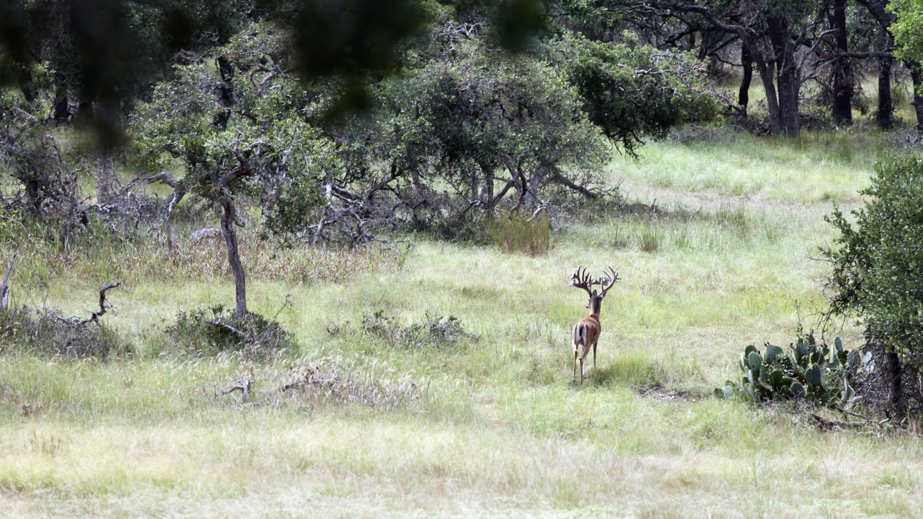 Large whitetail buck crossing open Hill Country grass